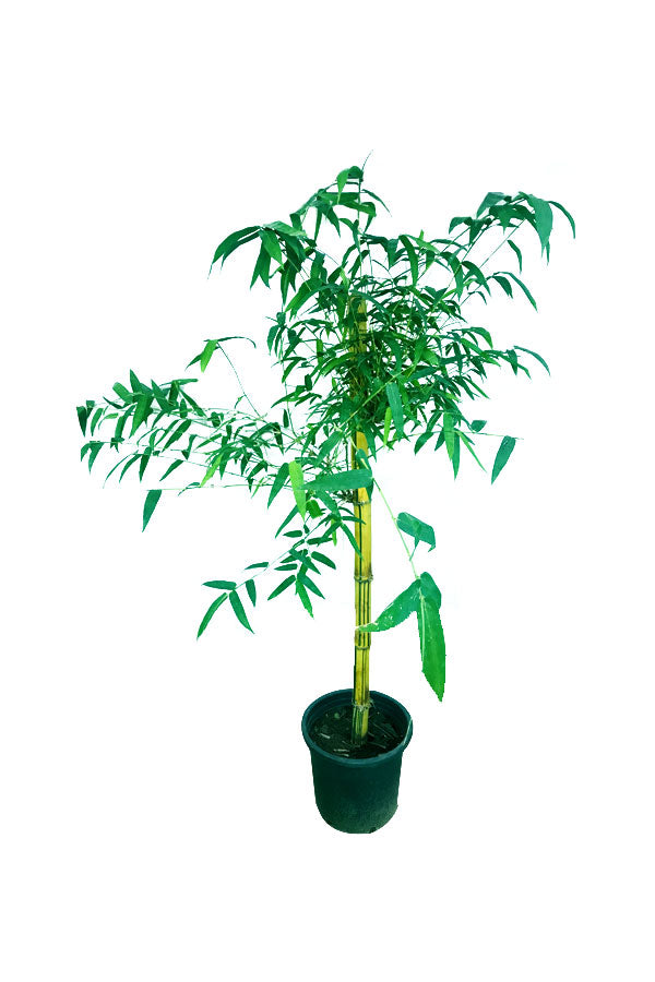 Bamboo Tree -Bambusa Vulgaris