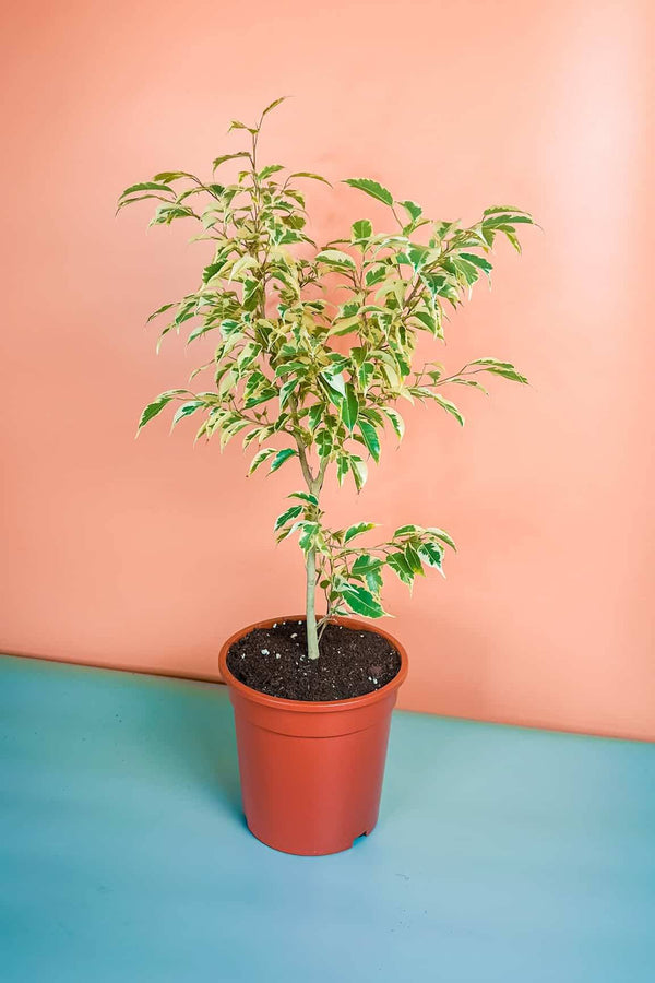Ficus Benjamina Semi Branched