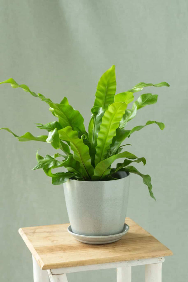 Birds Nest Fern