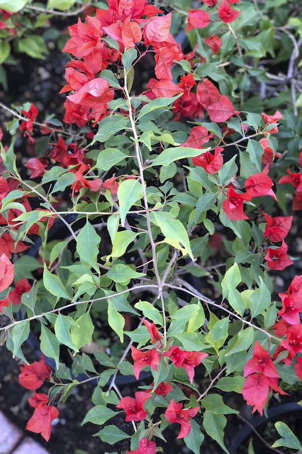 Bougainvillea Tomato Red