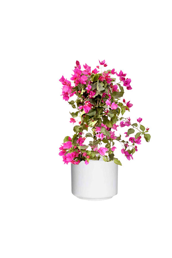 Bougainvillea - Paper Flower Plant With Ceramic Pot