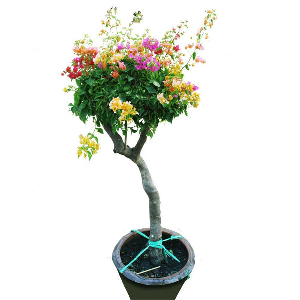 Great Bougainvillea - Bougainvillea Spectabilis - Outdoor Flowering Plant