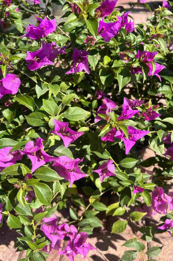 Bougainvillea Alexandra