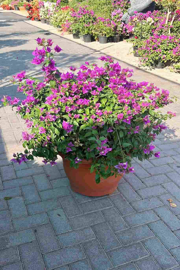 Bougainvillea Alexandra Bushy