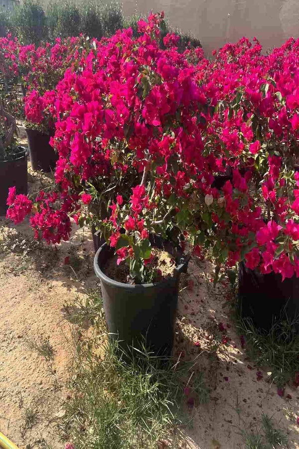 Bougainvillea Branched