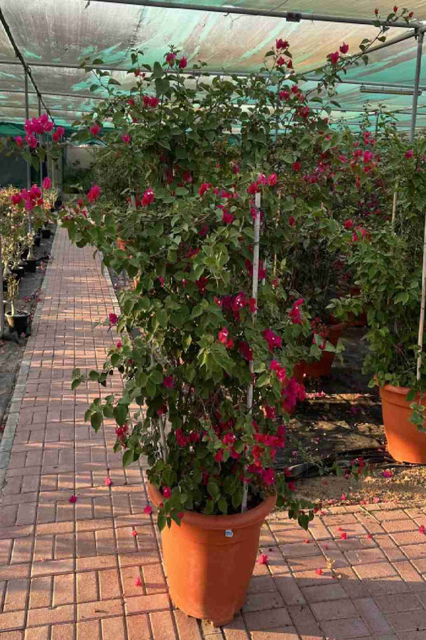 Bougainvillea Glabra Bushy