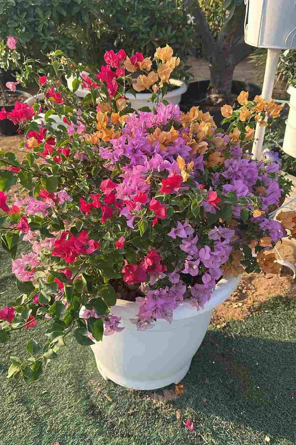 Bougainvillea Mix Bushy