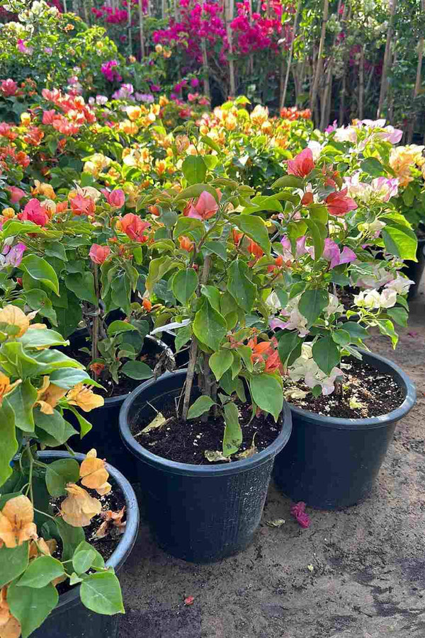 Bougainvillea Mix Medium