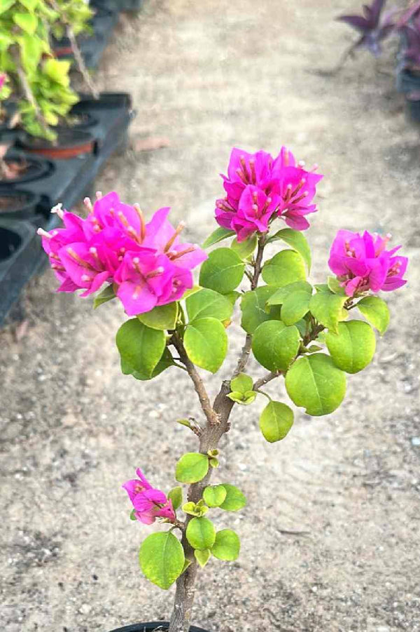Bougainvillea Pink Pixie Mini