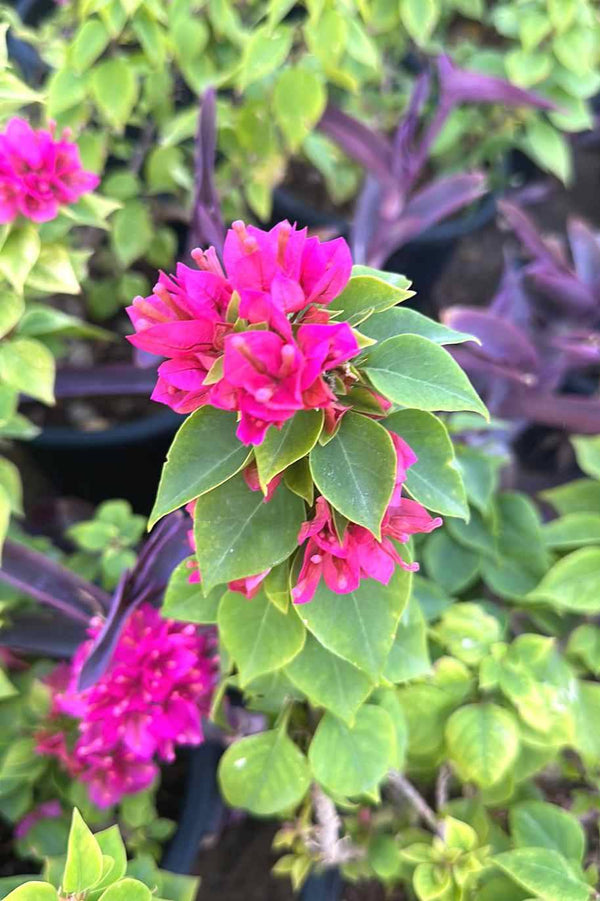 Bougainvillea Pink Pixie Small