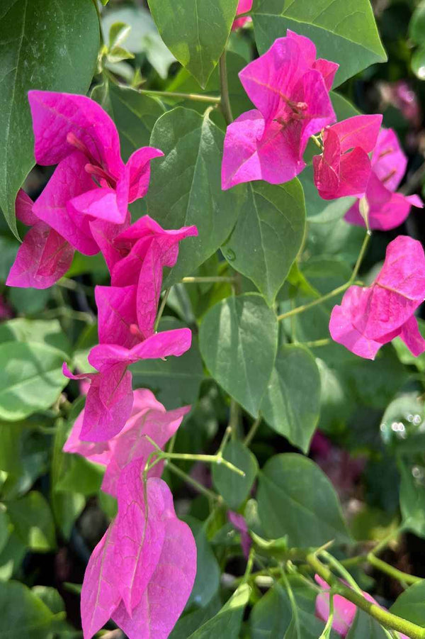 Bougainvillea Pink Small