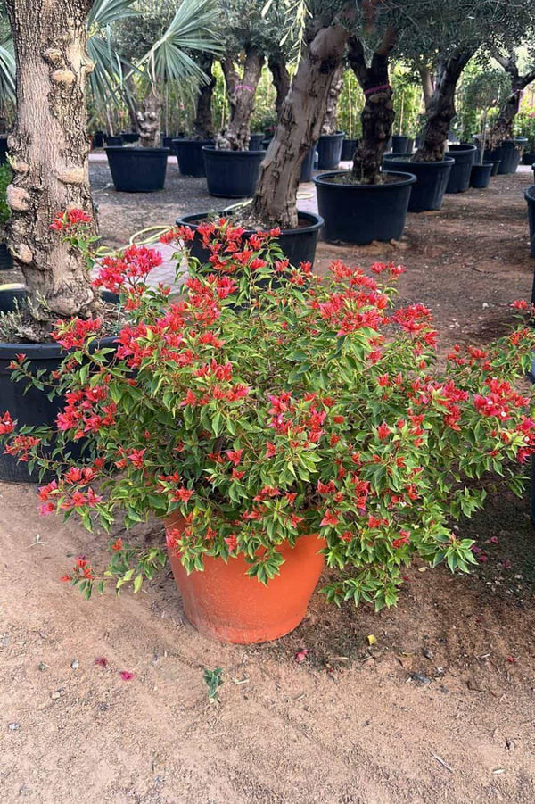 Bougainvillea Tomato Red Bushy