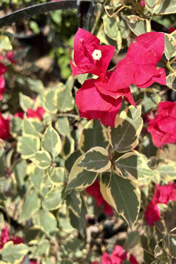 Bougainvillea Variegata
