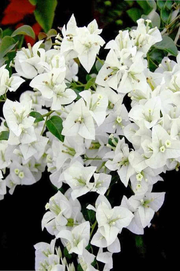 Bougainvillea White