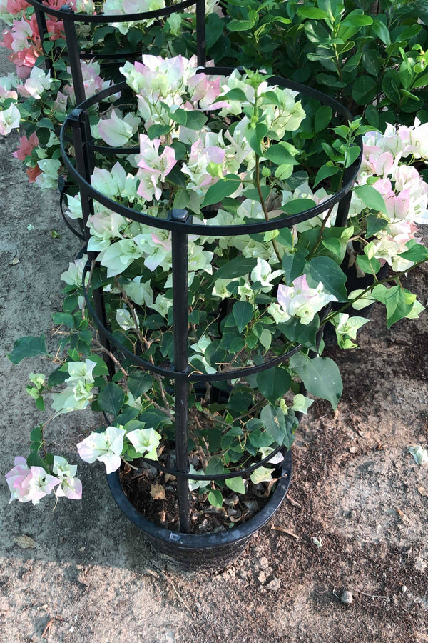 Bougainvillea White strawberry