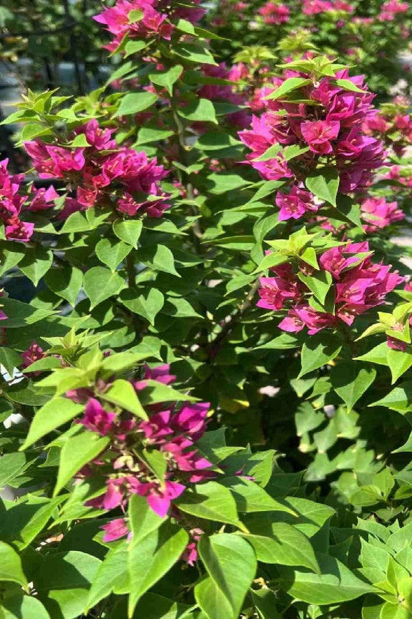 Bougainvillea (Pink Pixie) Big