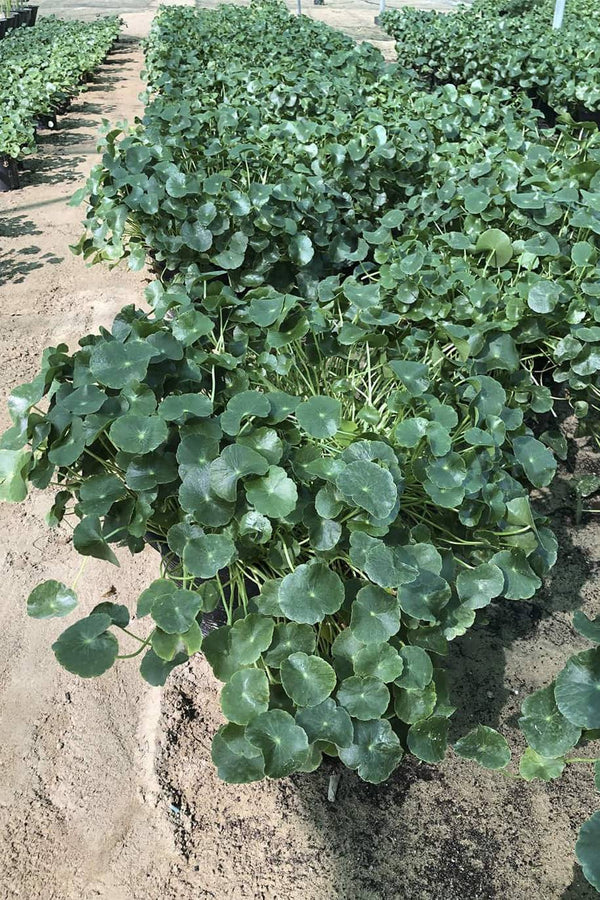 Brahmi Water Plant