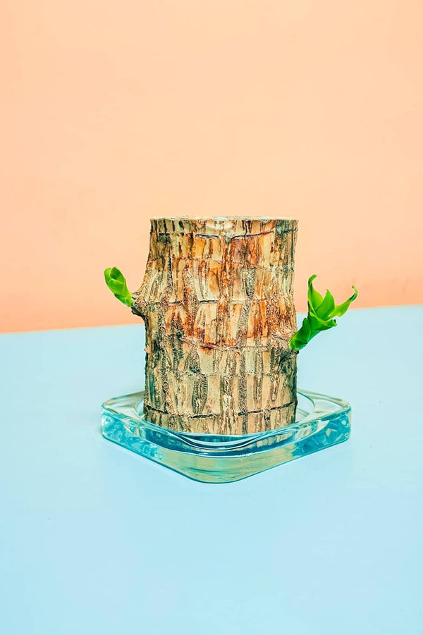 Brazilian Lucky Wood