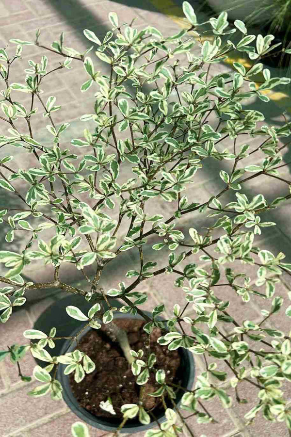 Bucida Buceras Variegated