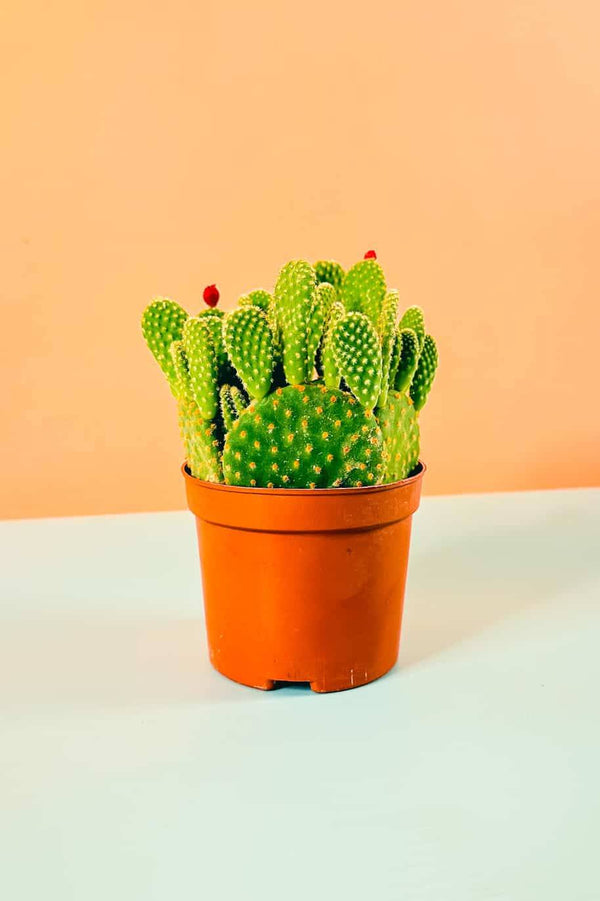 Bunny Ear Yellow Cactus