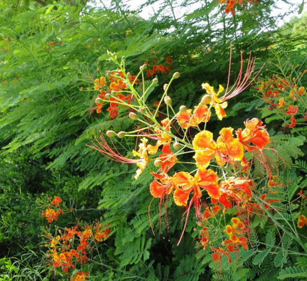 Caesalpinia pulcherrima “Peacock Flower” 40-50cm