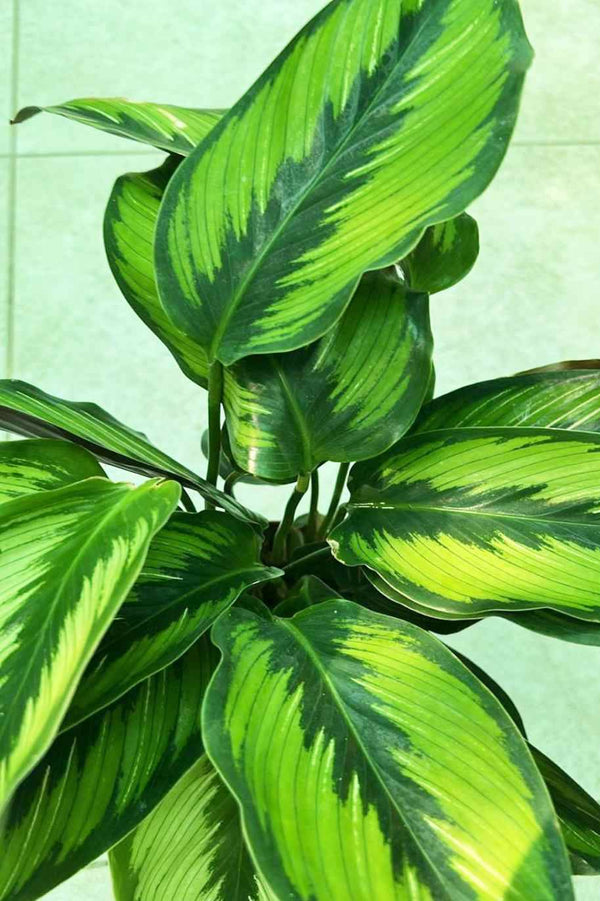 Calathea Beauty Star Holland