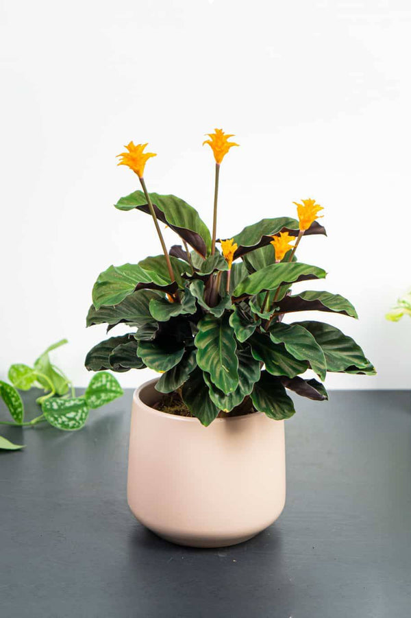 Calathea Crocata