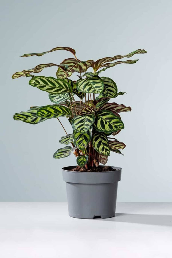 Calathea Makoyana