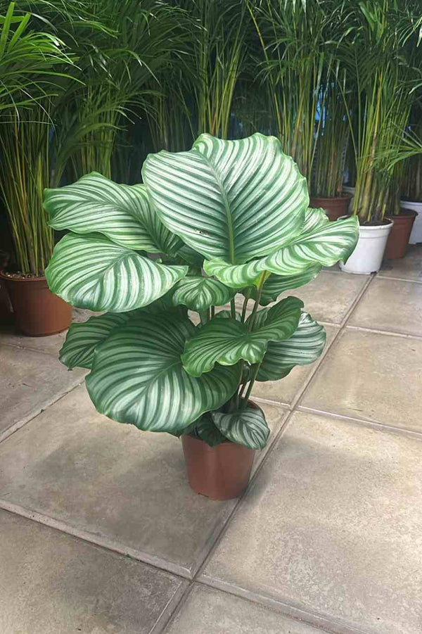 Calathea Orbifolia Large