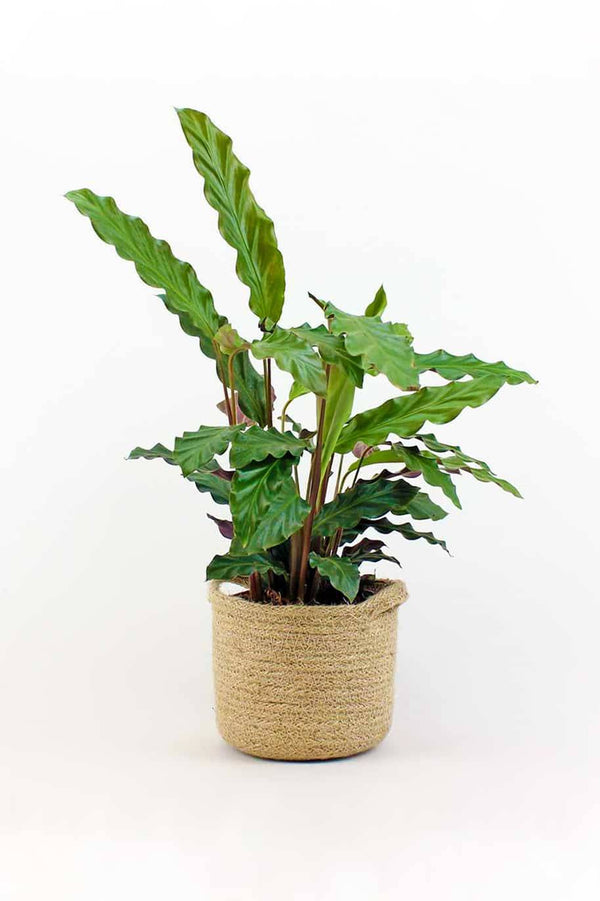 Calathea Rufibarba