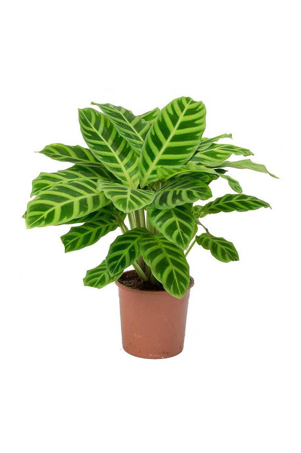 Calathea Zebrina Holland