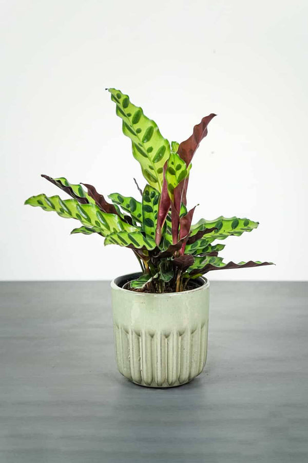 Calathea lancifolia China