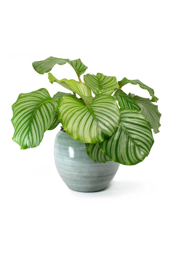 Calathea Orbifolia