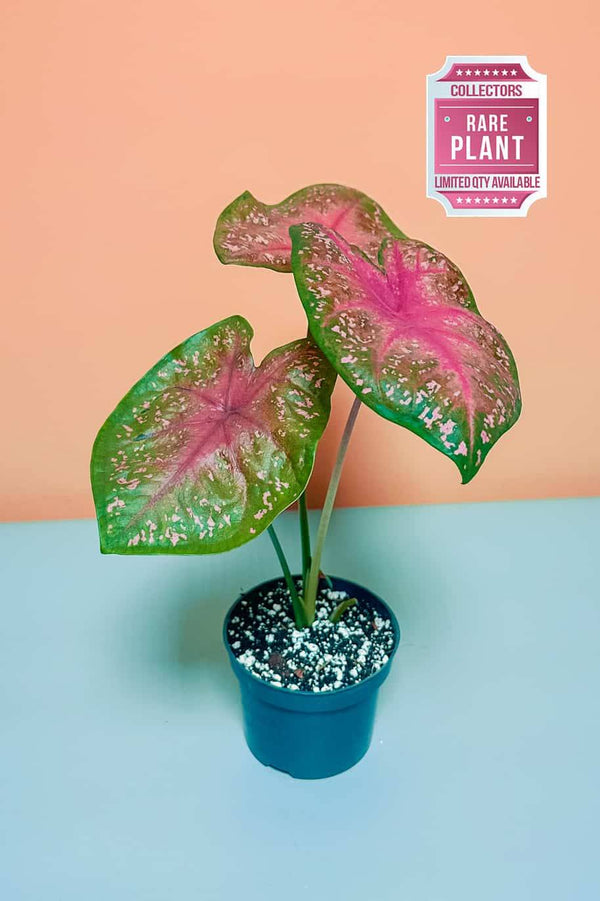 Caladium Calypso