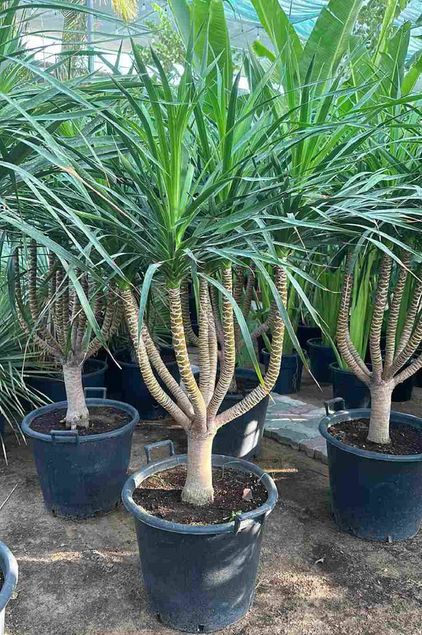 Cambodian Dragon Tree