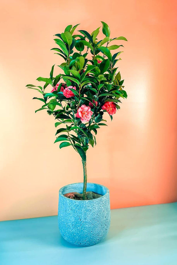 Japanese Camellia