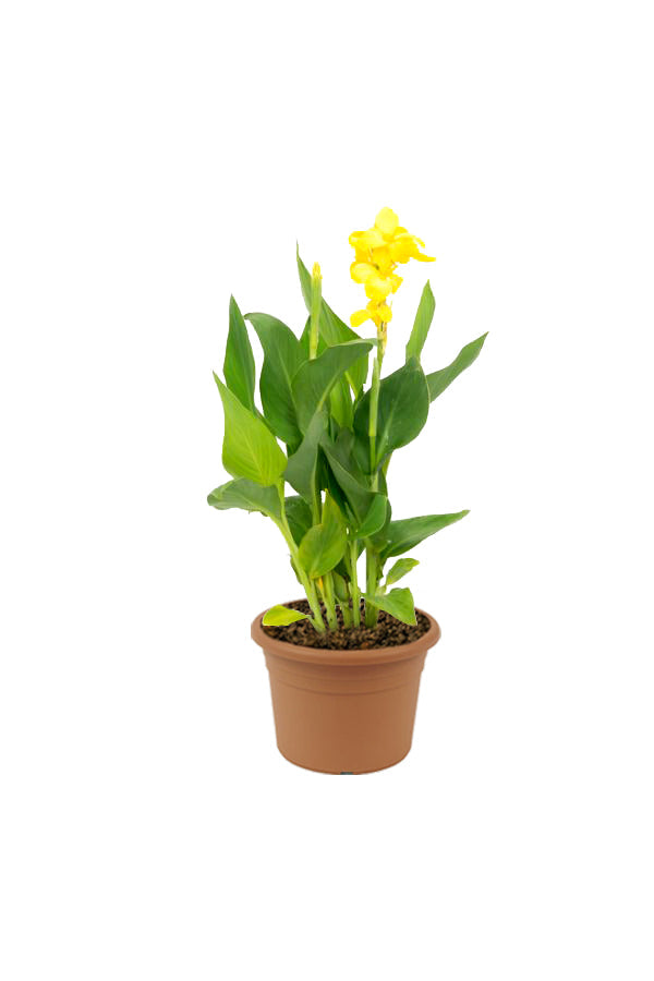 Canna Lily Yellow - Canna Indica - Outdoor Flowering Plant