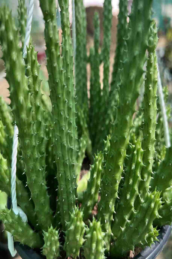 Caralluma Cactus Hanging