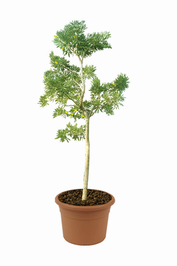 Caribbean Trumpet Tree-Tabebuia Aurea