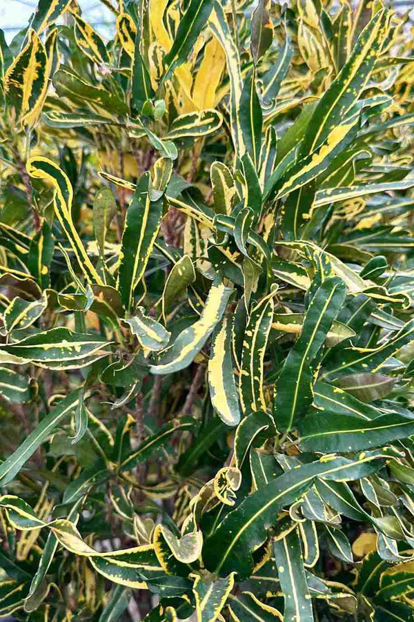 Carnival Colors Croton