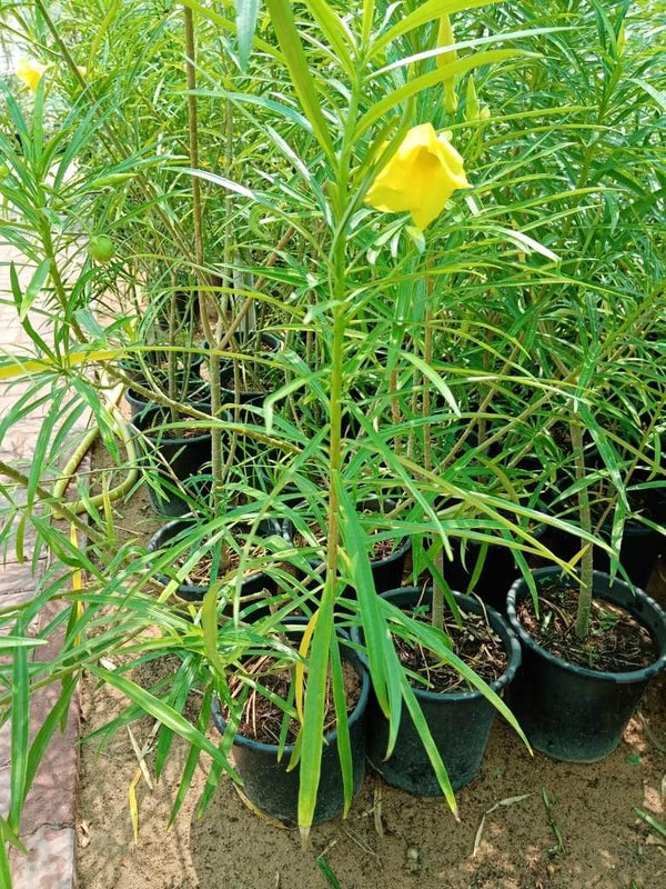 Cascabela Thevetia – Yellow Oleander (Kaner Plant)