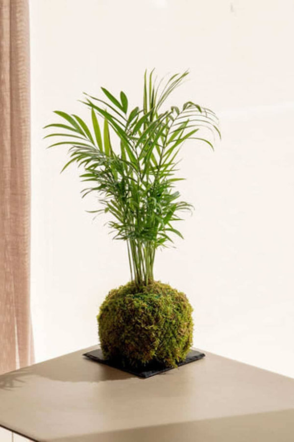 PS Cham Kokedama