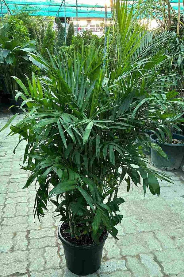 Chamaedorea Seifritzii