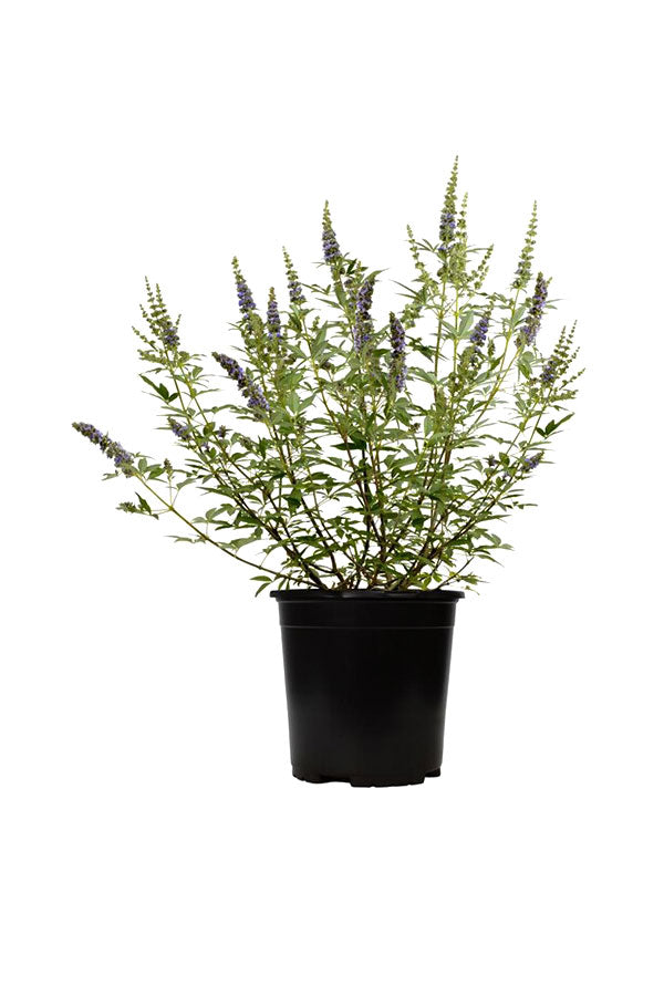 Chaste Tree - Vitex Agnus - Castus - Outdoor Flowering Tree Plant