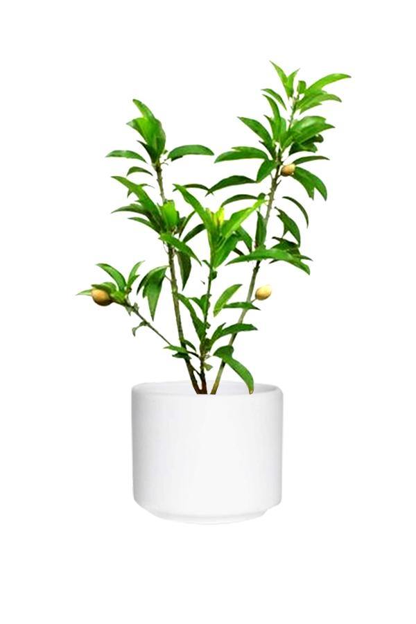 Chikoo (Sapodilla) - Manilkara Zapota - Outdoor Fruit Plant