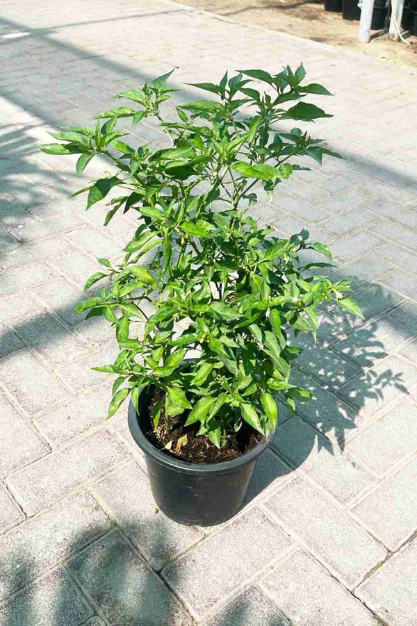 Chilli Pepper