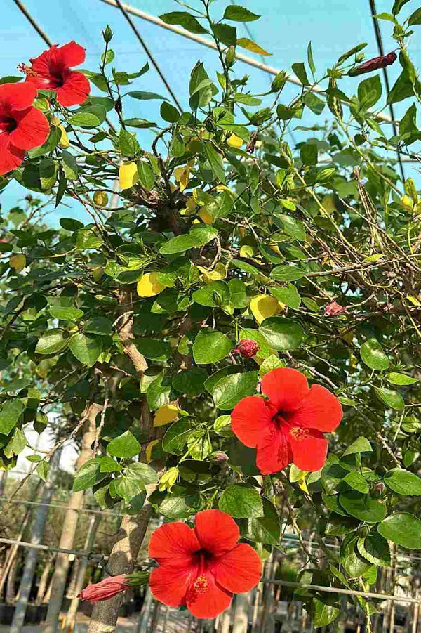 Chinese Hibiscus Tree