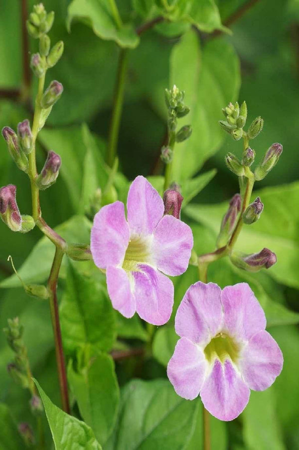 Chinese Violet Green