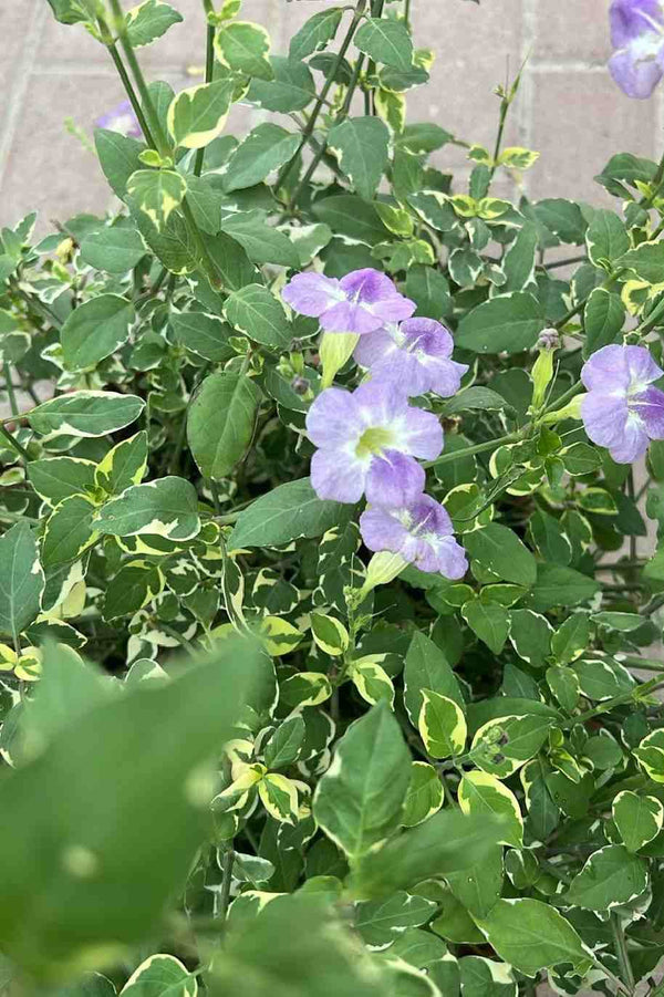 Chinese Violet Variegata Bushy
