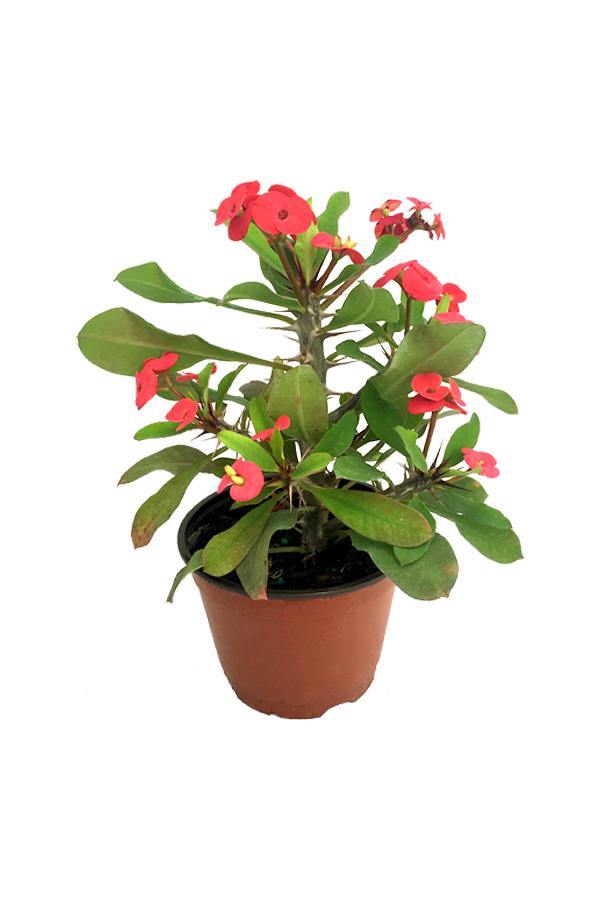 Christ Plant - Euphorbia Milii